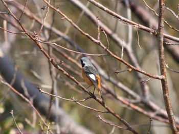 Daurian Redstart 野川公園 Fri, 2/10/2012