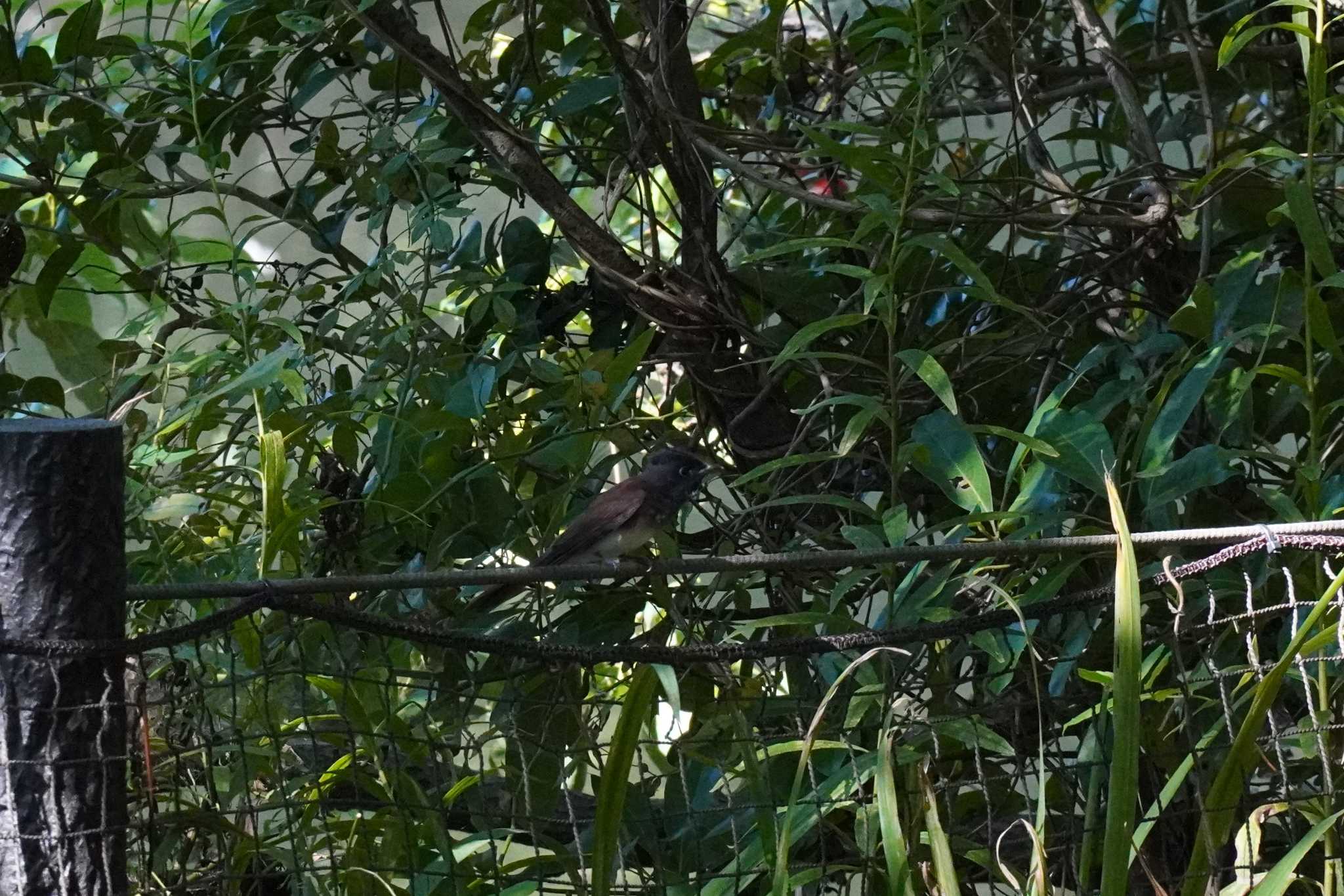 埼玉県 サンコウチョウの写真 by どばと