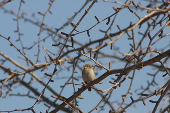 Taiga Flycatcher Mizumoto Park Sun, 2/4/2018