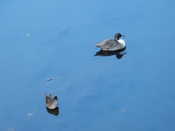 Fri, 11/11/2022 Birding report at 平和の森公園、妙正寺川