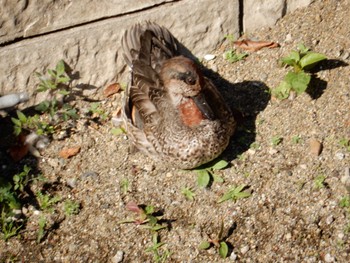 Eurasian Teal 平和の森公園、妙正寺川 Fri, 11/11/2022