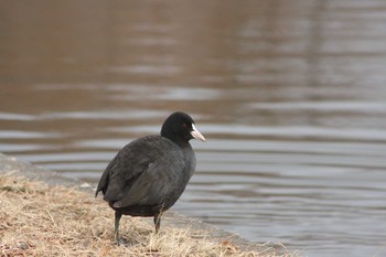 Eurasian Coot Mizumoto Park Sun, 2/4/2018