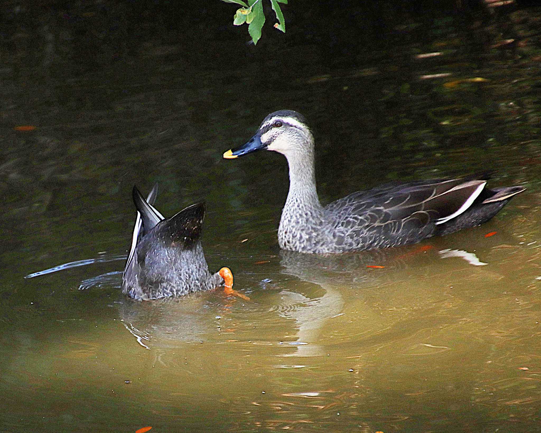 Eastern Spot-billed Duck