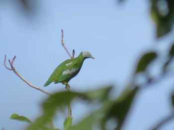 Grey-headed Fruit Dove