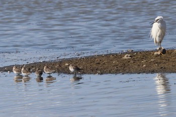 Kentish Plover 岸和田市内 Sat, 11/5/2022