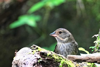 クロジ 八溝休養公園 2022年11月5日(土)