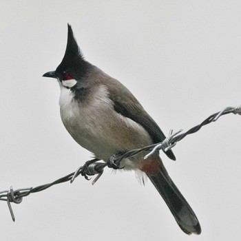 Red-whiskered Bulbul 九龍公園 Wed, 10/26/2022