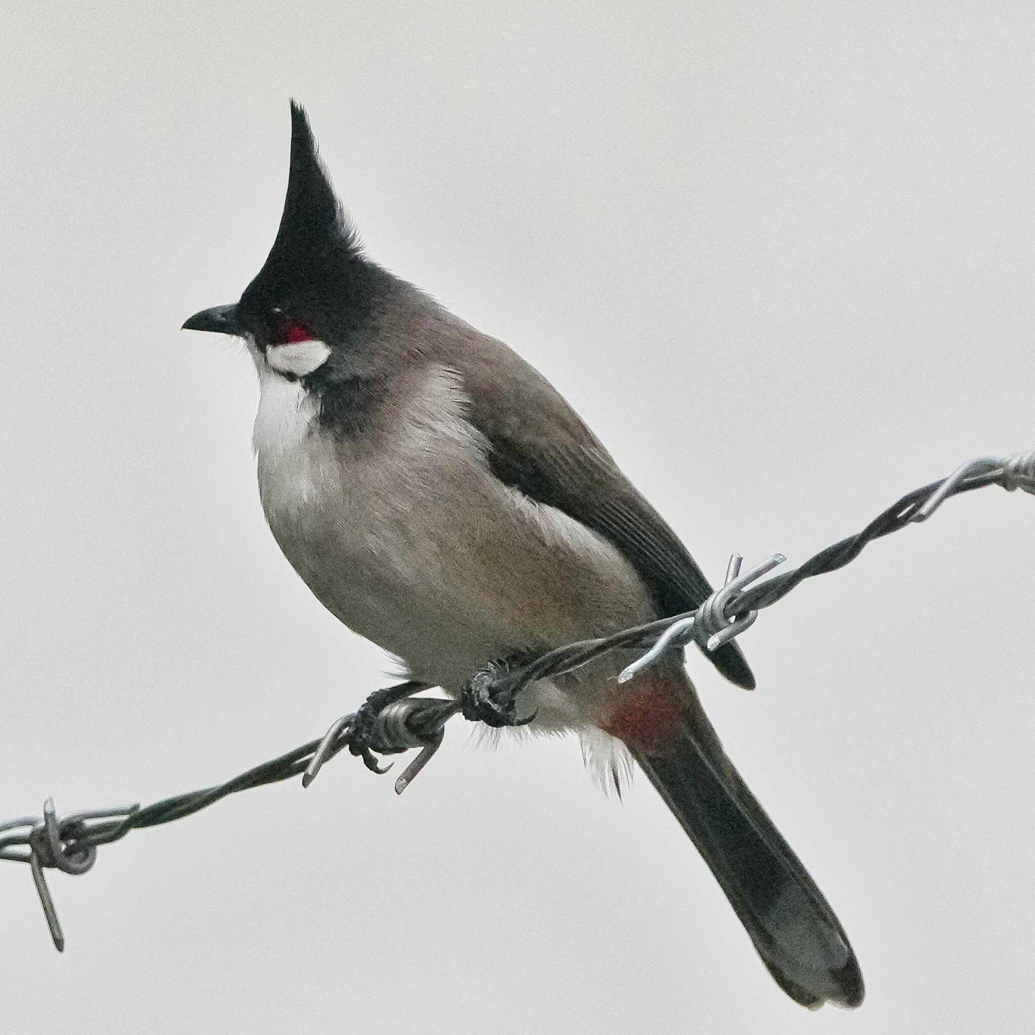 Photo of Red-whiskered Bulbul at 九龍公園 by span265