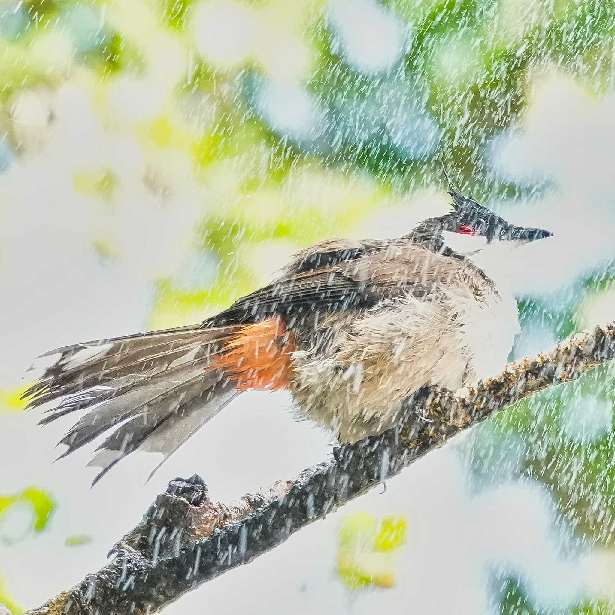 Red-whiskered Bulbul