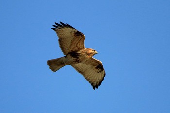 Eastern Buzzard Kasai Rinkai Park Mon, 12/11/2017