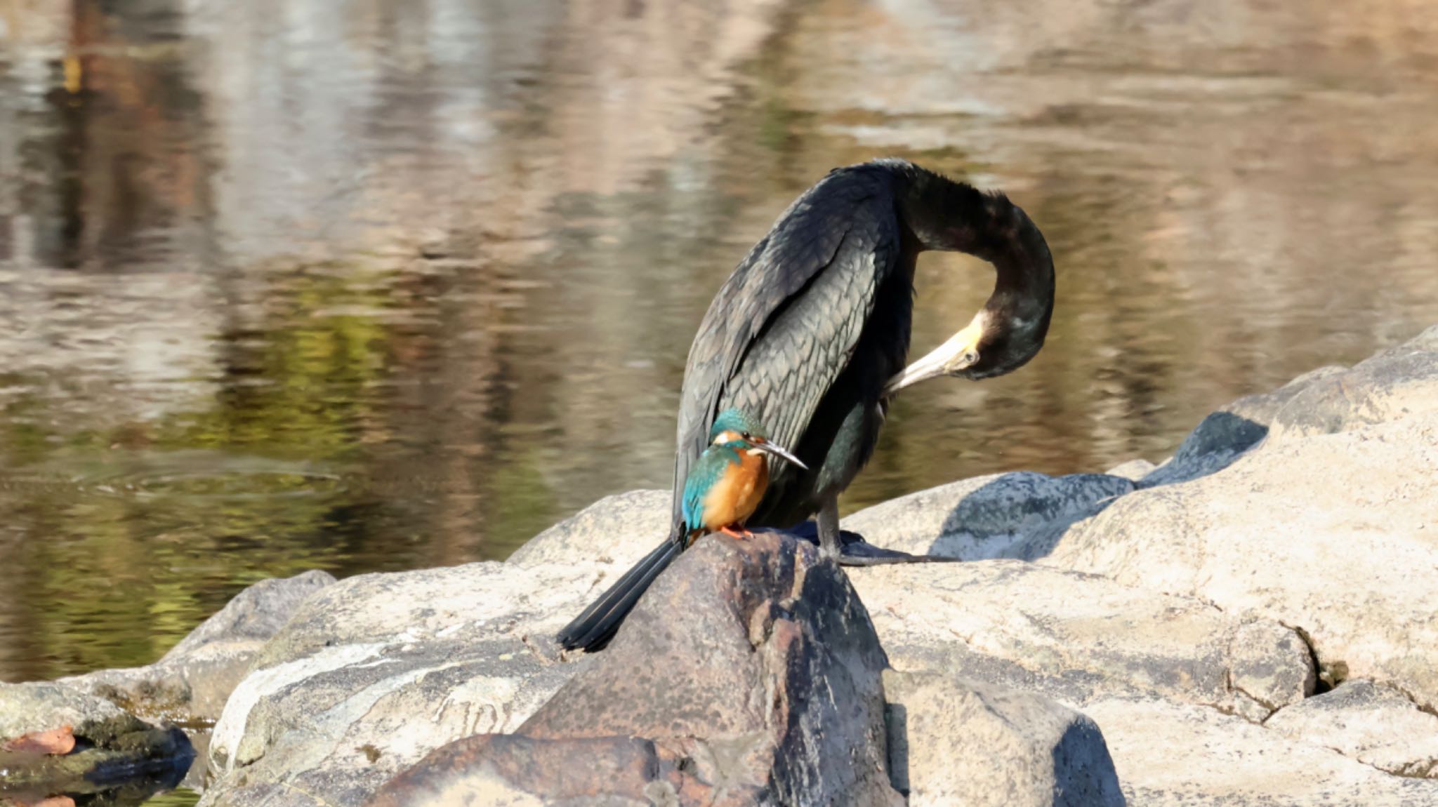 武田尾 カワウの写真