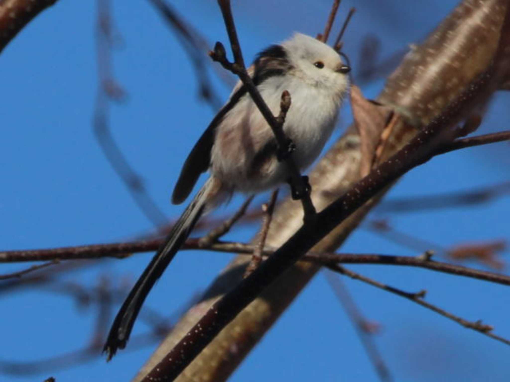 野幌森林公園 シマエナガの写真