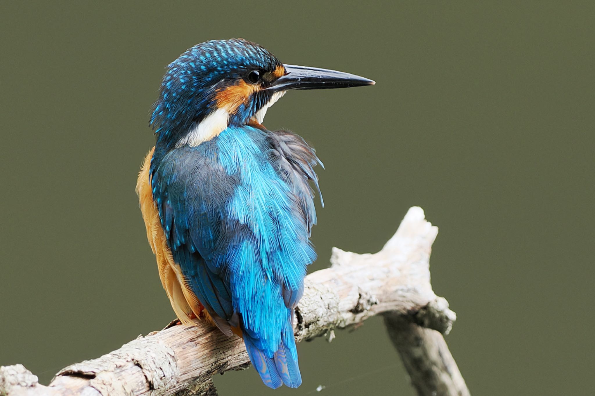 Common Kingfisher