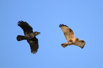 Eastern Buzzard Kasai Rinkai Park Mon, 12/11/2017