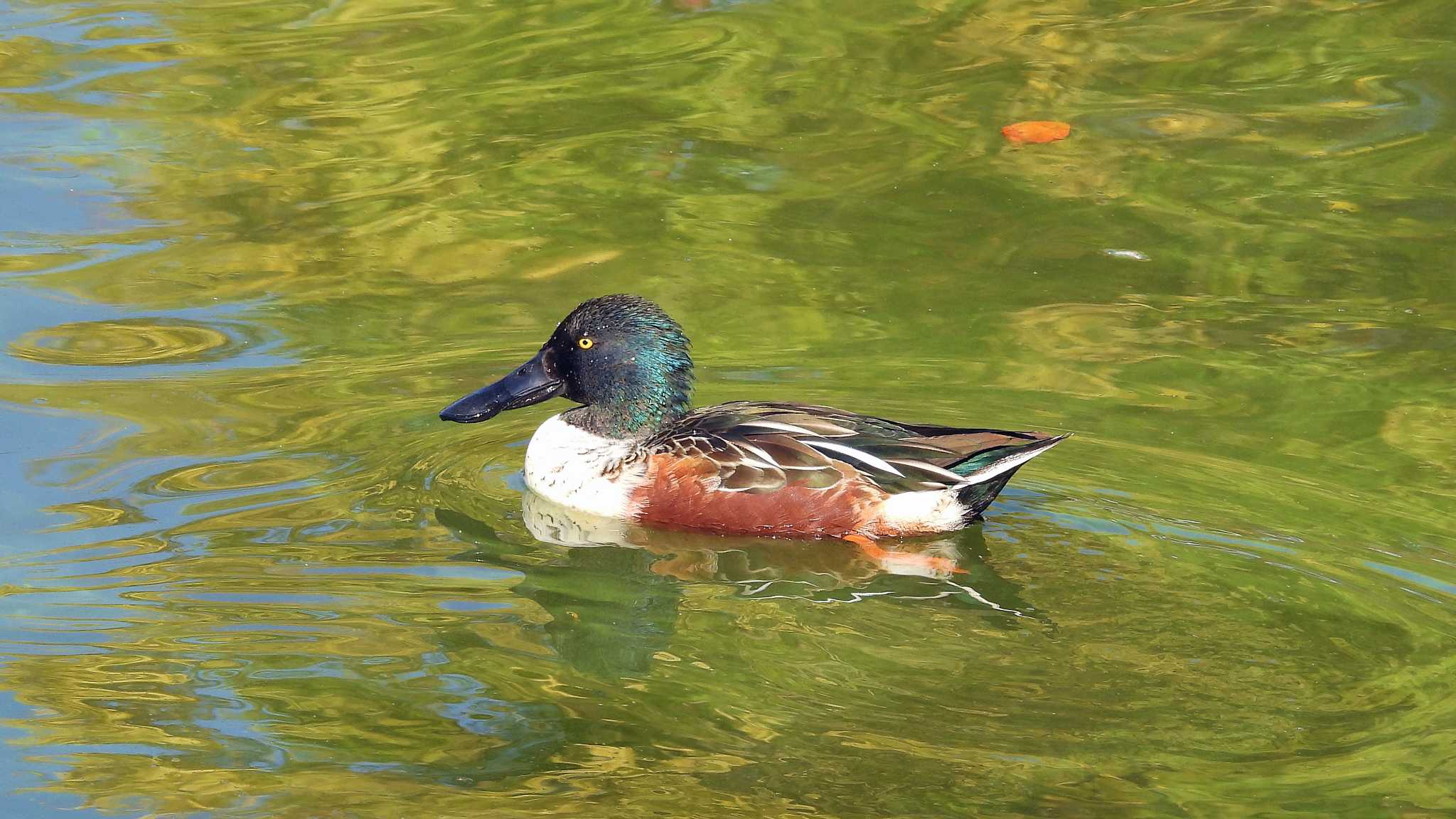 大阪城公園 ハシビロガモの写真 by いしころ