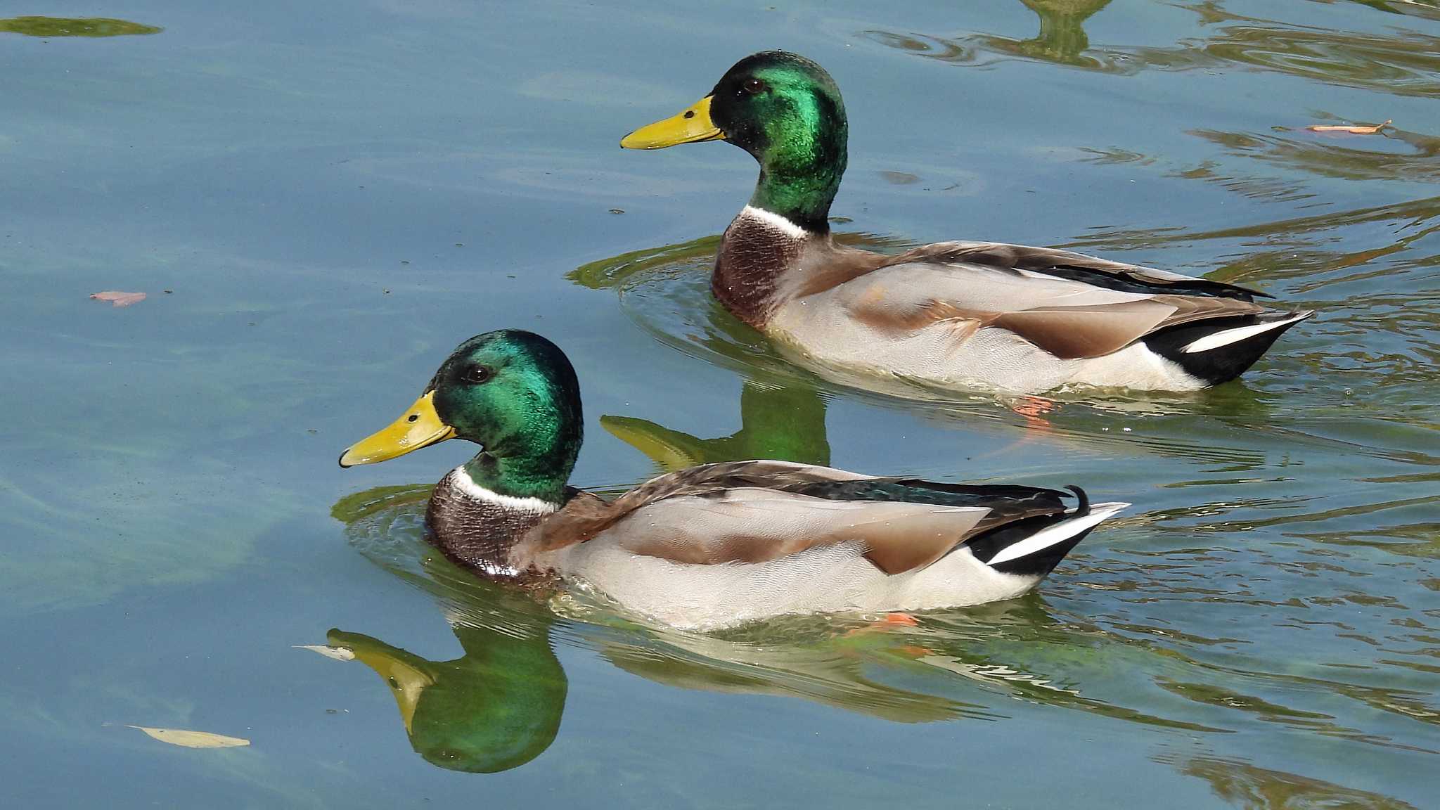 大阪城公園 マガモの写真