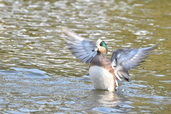 2022年11月11日(金) 鎌倉の野鳥観察記録