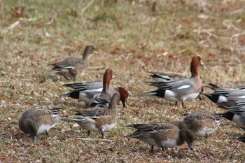 Eurasian Wigeon Mizumoto Park Sun, 2/4/2018