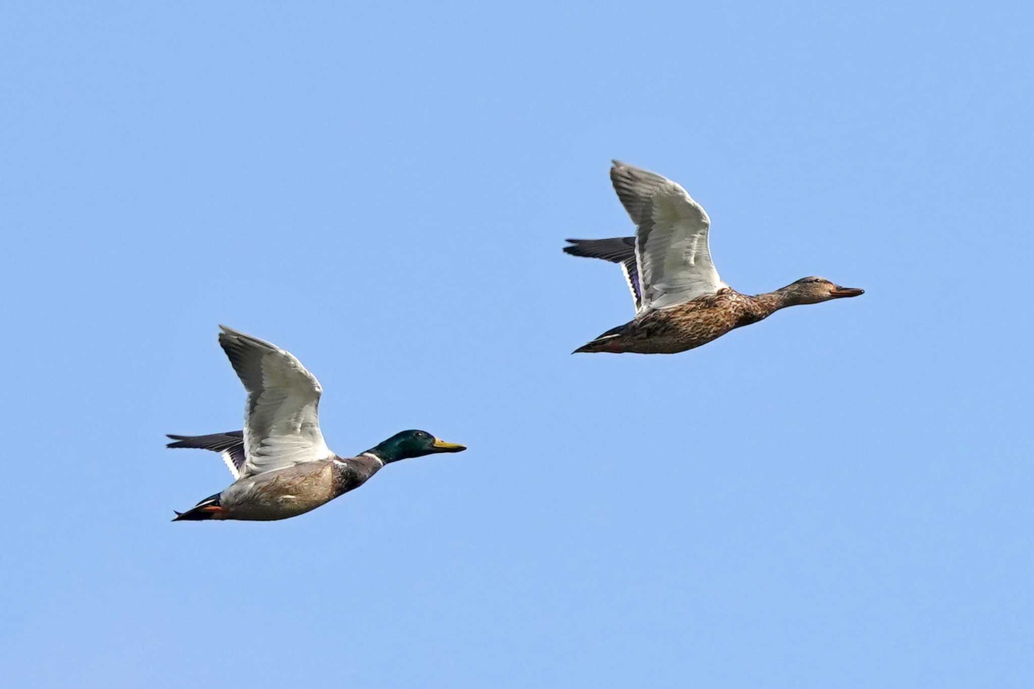 ハシビロガモたちの後ろをマガモペアが飛んで行く