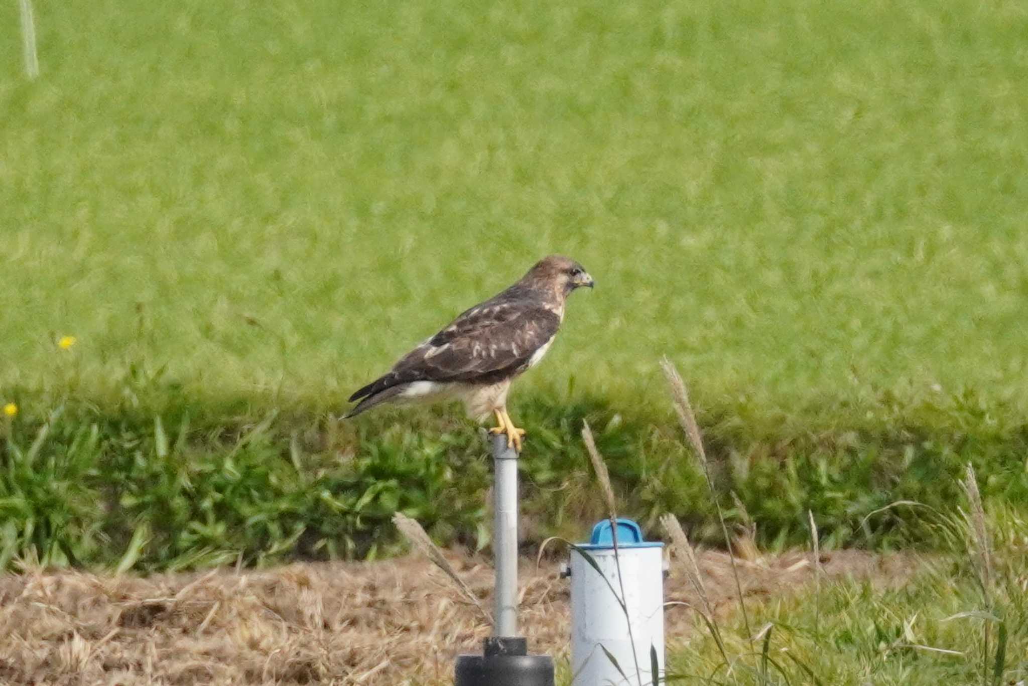 いしかり調整池(石狩調整池)近くの田んぼ ノスリの写真