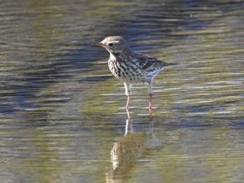 2022年11月11日(金) 多摩川二ヶ領宿河原堰の野鳥観察記録