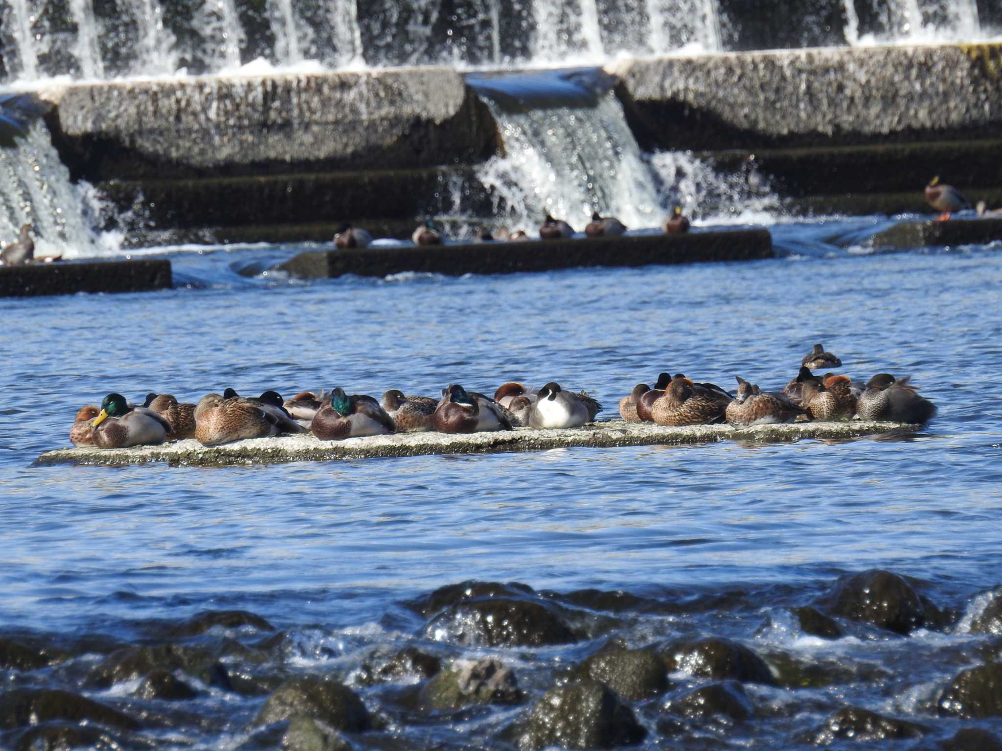 多摩川二ヶ領宿河原堰 マガモの写真