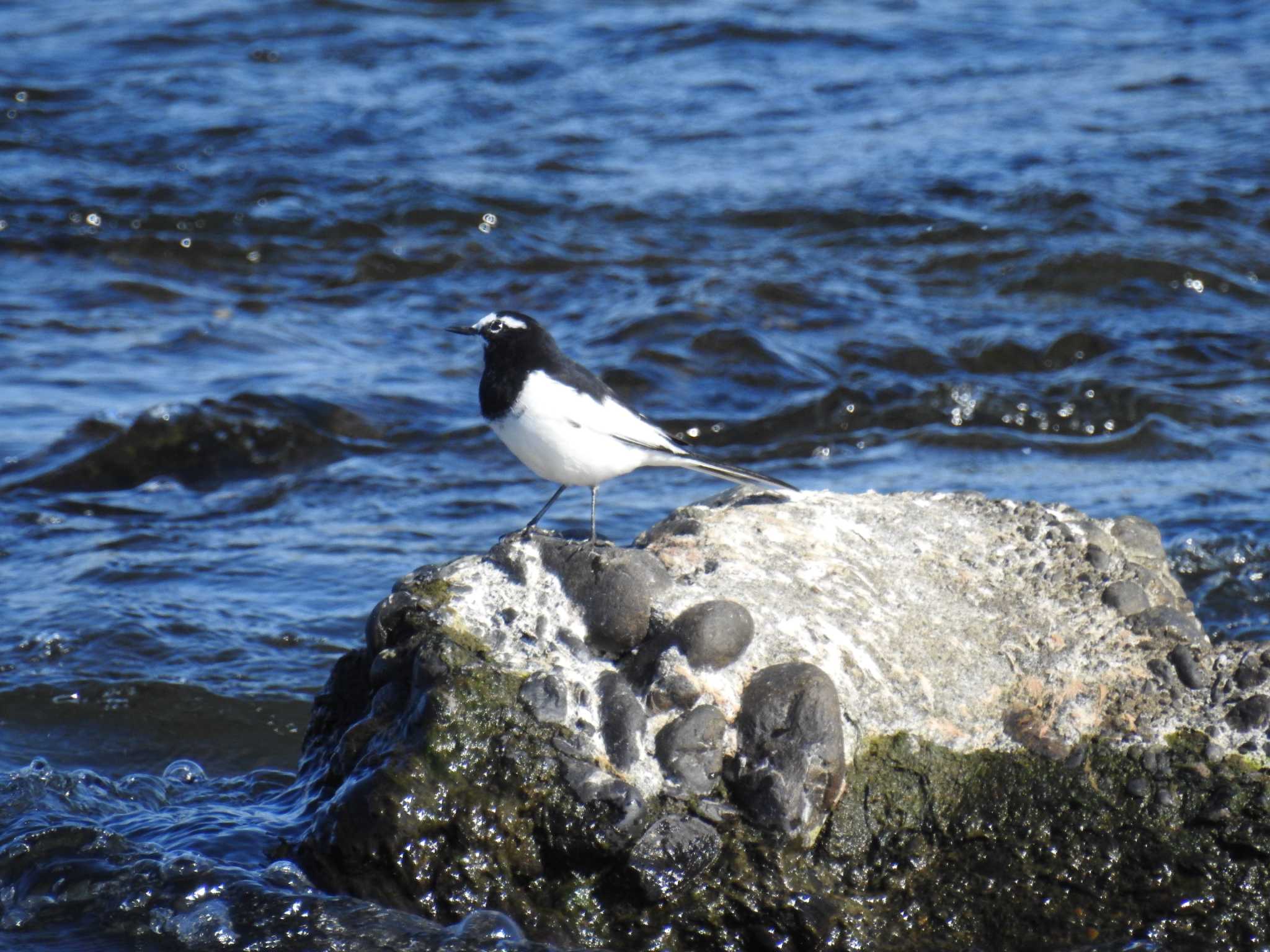 Photo of Japanese Wagtail at 多摩川二ヶ領宿河原堰 by Kozakuraband