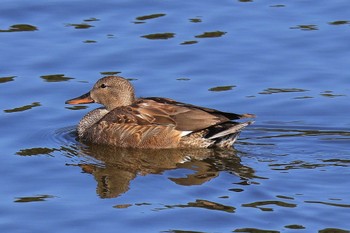 オカヨシガモ 門池公園(沼津市) 2022年11月10日(木)