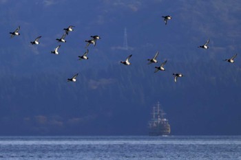 キンクロハジロ 芦ノ湖畔(箱根町) 2022年11月11日(金)