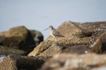 Long-billed Dowitcher 飯梨川河口(島根県安来市) Fri, 11/11/2022