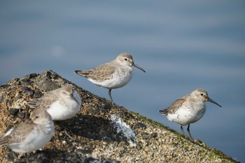 Dunlin 飯梨川河口(島根県安来市) Fri, 11/11/2022