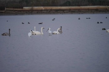 Eurasian Spoonbill 潟ノ内(島根県松江市) Fri, 11/11/2022