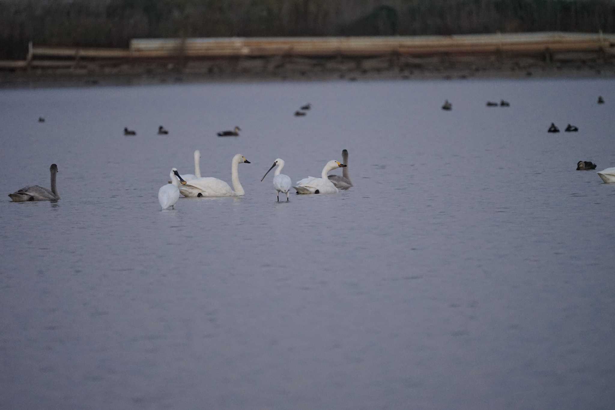 Photo of Eurasian Spoonbill at 潟ノ内(島根県松江市) by ひらも