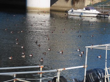 2022年11月9日(水) 新堀川下流(名古屋市)の野鳥観察記録