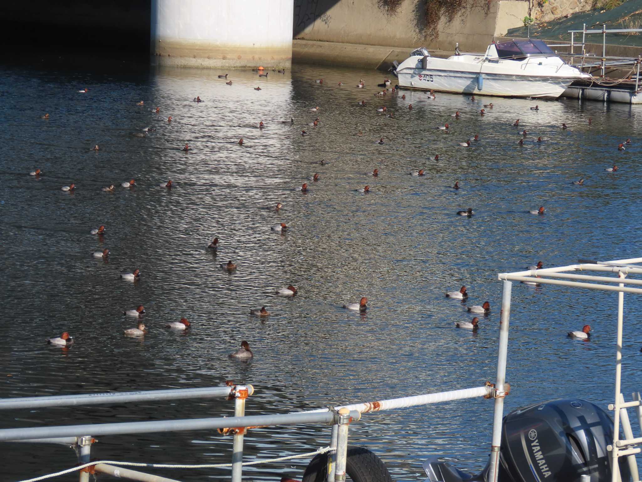 Common Pochard