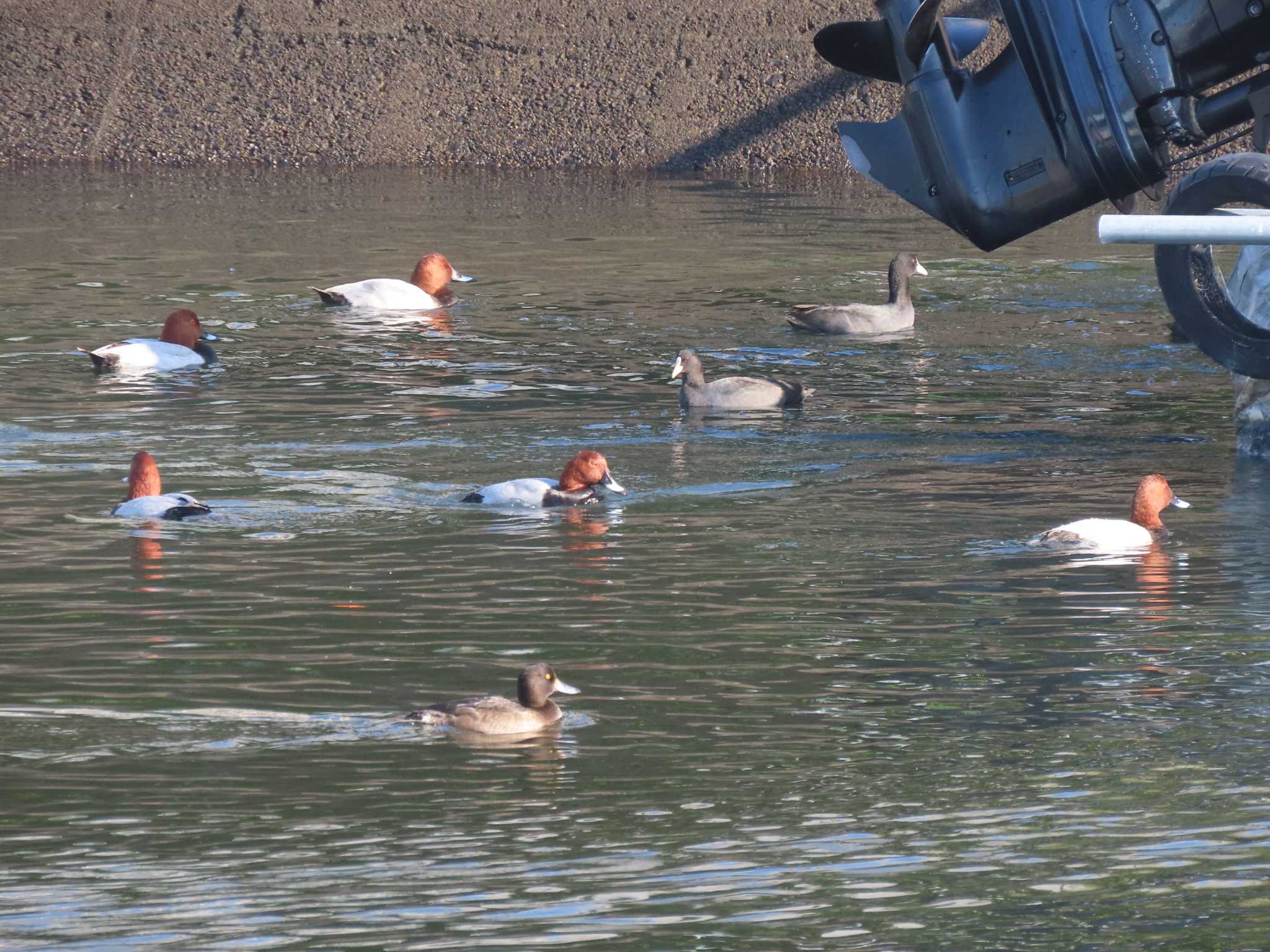 Common Pochard