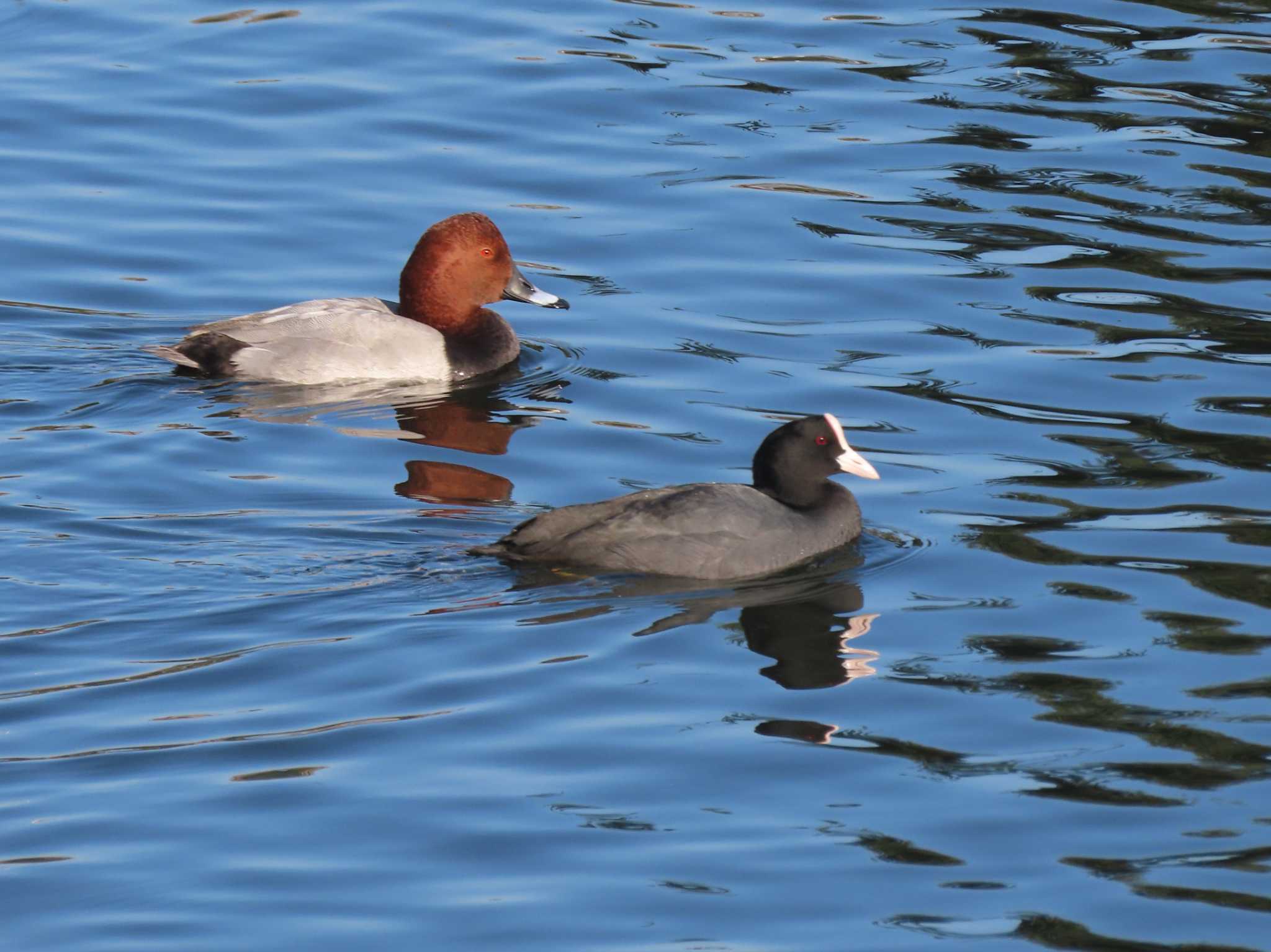 Eurasian Coot