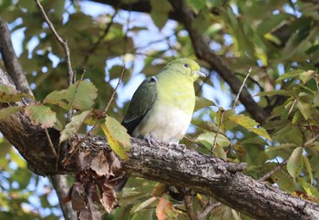 2022年11月10日(木) 勅使池(豊明市)の野鳥観察記録