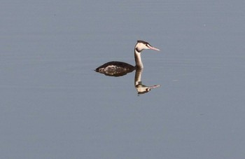 2022年11月10日(木) 若王子池(豊明市)の野鳥観察記録