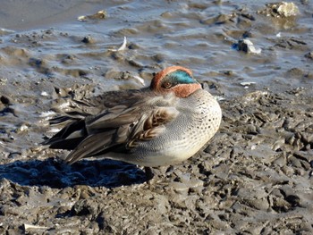 Eurasian Teal 波志江沼環境ふれあい公園 Sun, 11/6/2022