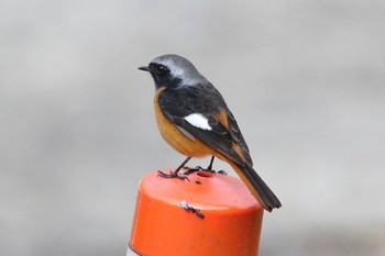 Daurian Redstart 山口県岩国市美和町 Fri, 11/4/2022