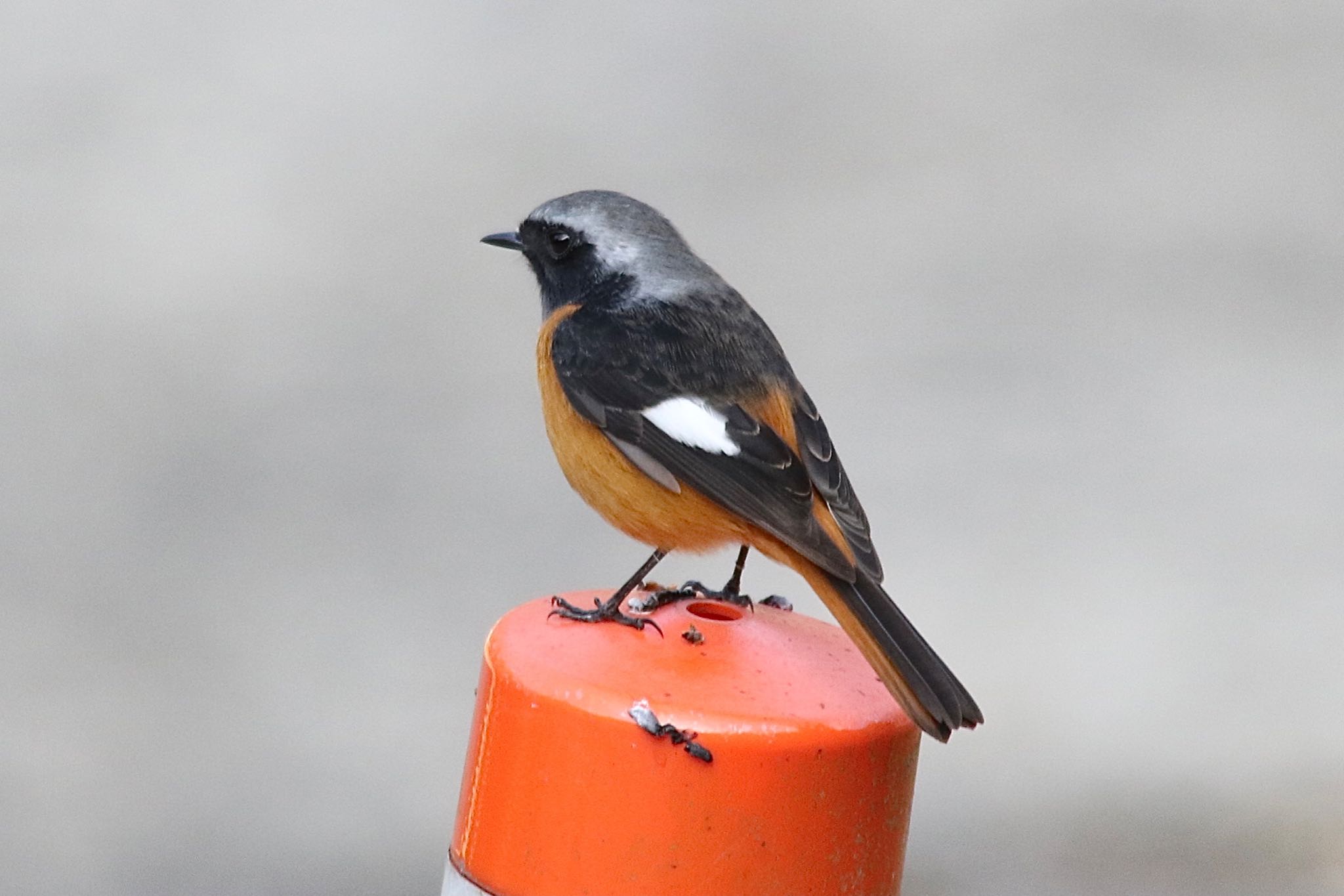 Photo of Daurian Redstart at 山口県岩国市美和町 by たけ隊長