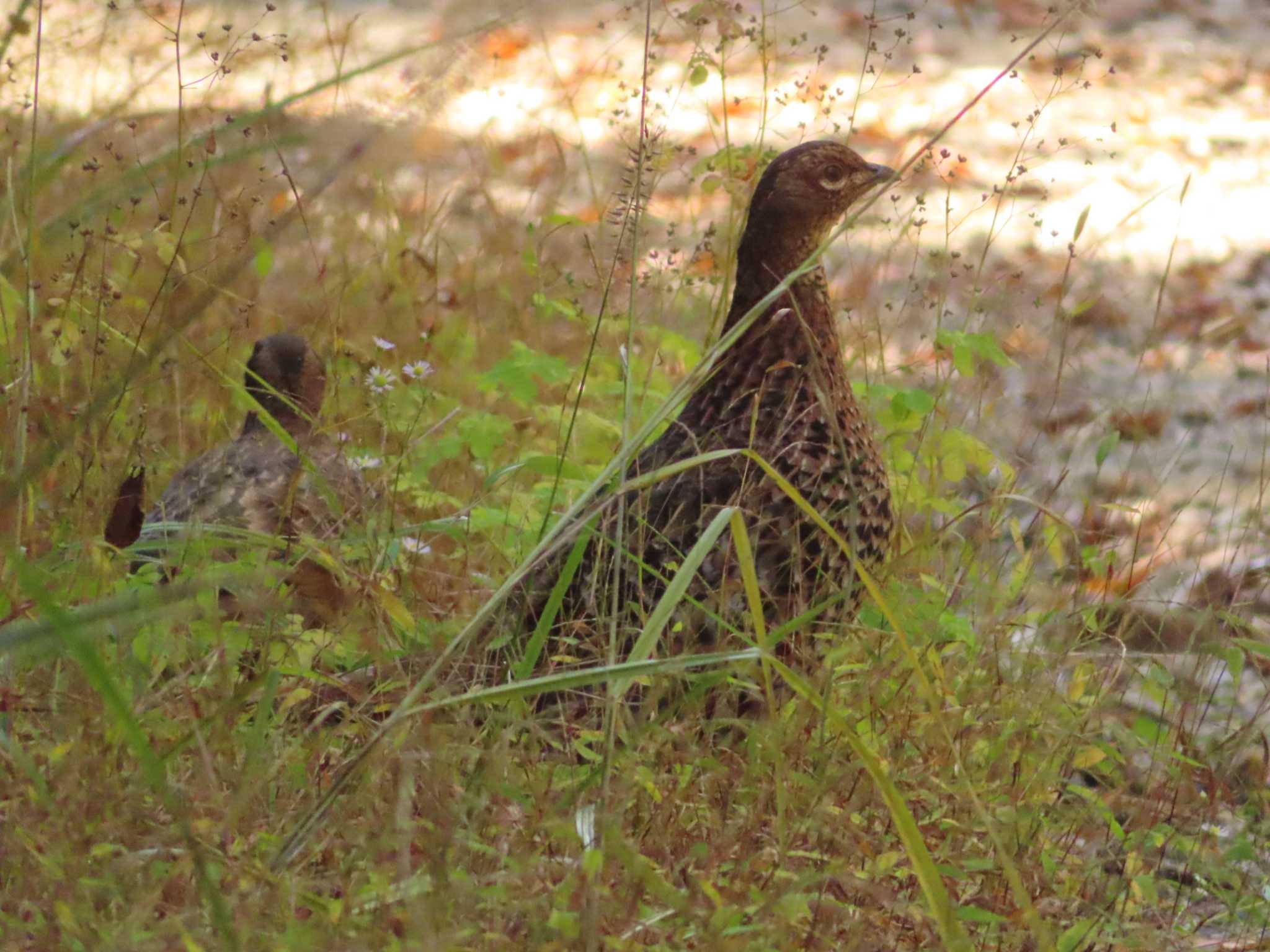 豊田市 ヤマドリの写真 by ゆ