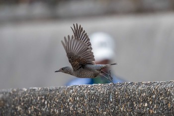 Blue Rock Thrush 兵庫県明石市 Thu, 2/15/2018