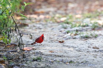 Northern Cardinal Vigia Chico(Mexico) Tue, 1/9/2018