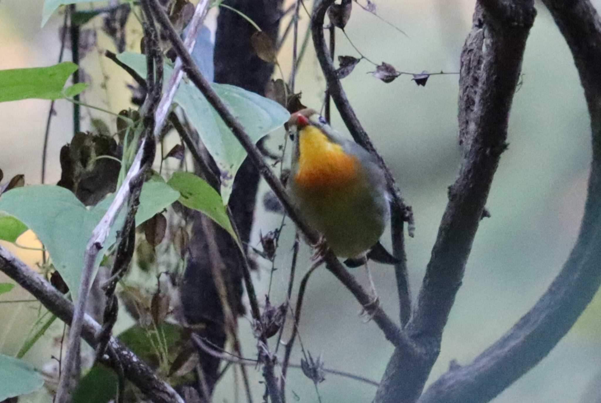 Red-billed Leiothrix