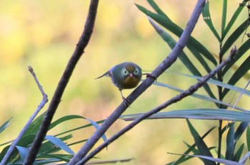 2022年11月10日(木) 海上の森の野鳥観察記録