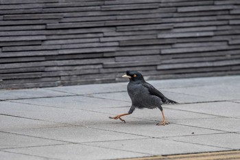 Crested Myna 兵庫県明石市 Thu, 2/15/2018