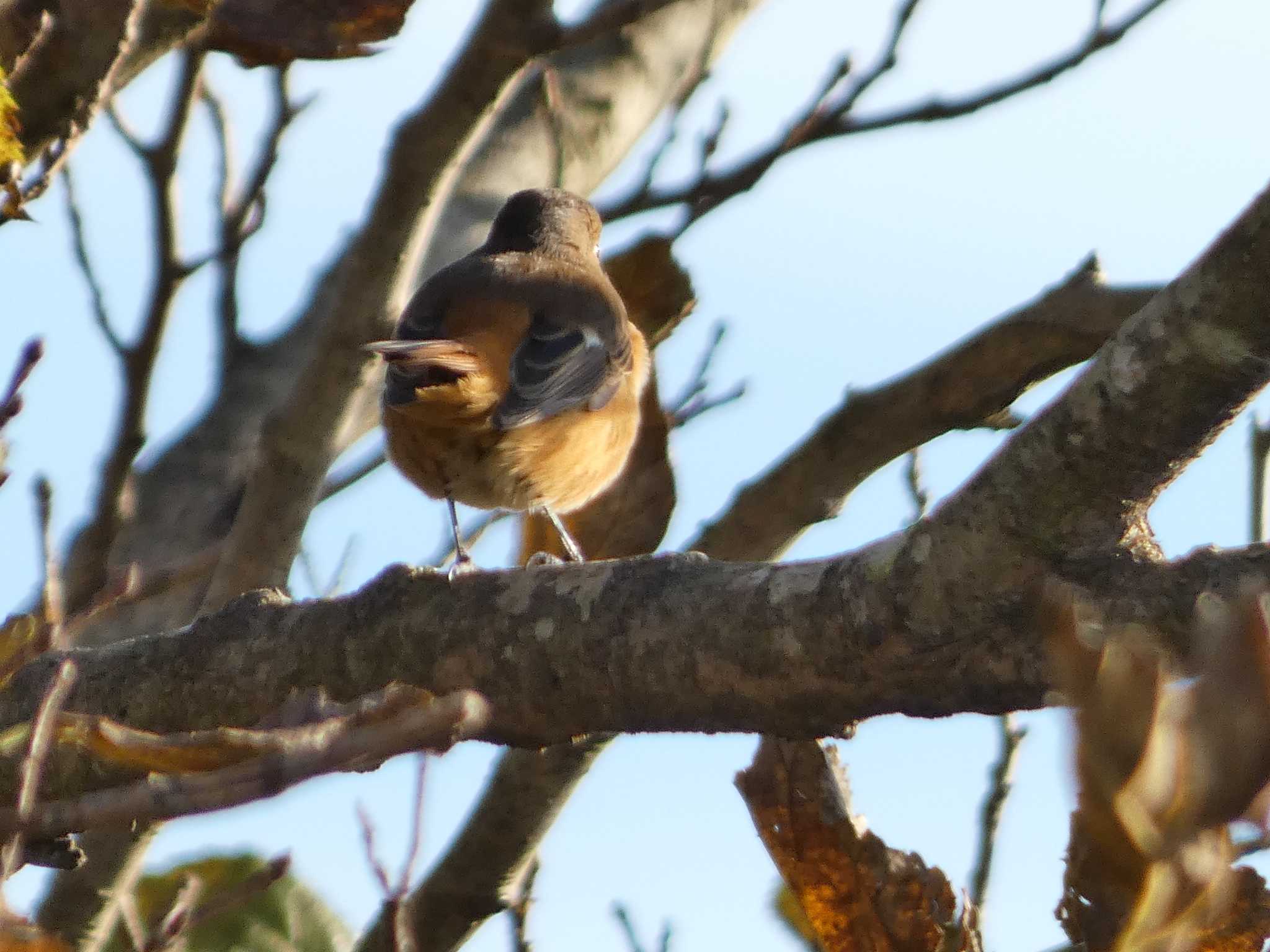 Daurian Redstart