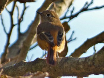 2022年11月6日(日) 湘南国際村の野鳥観察記録